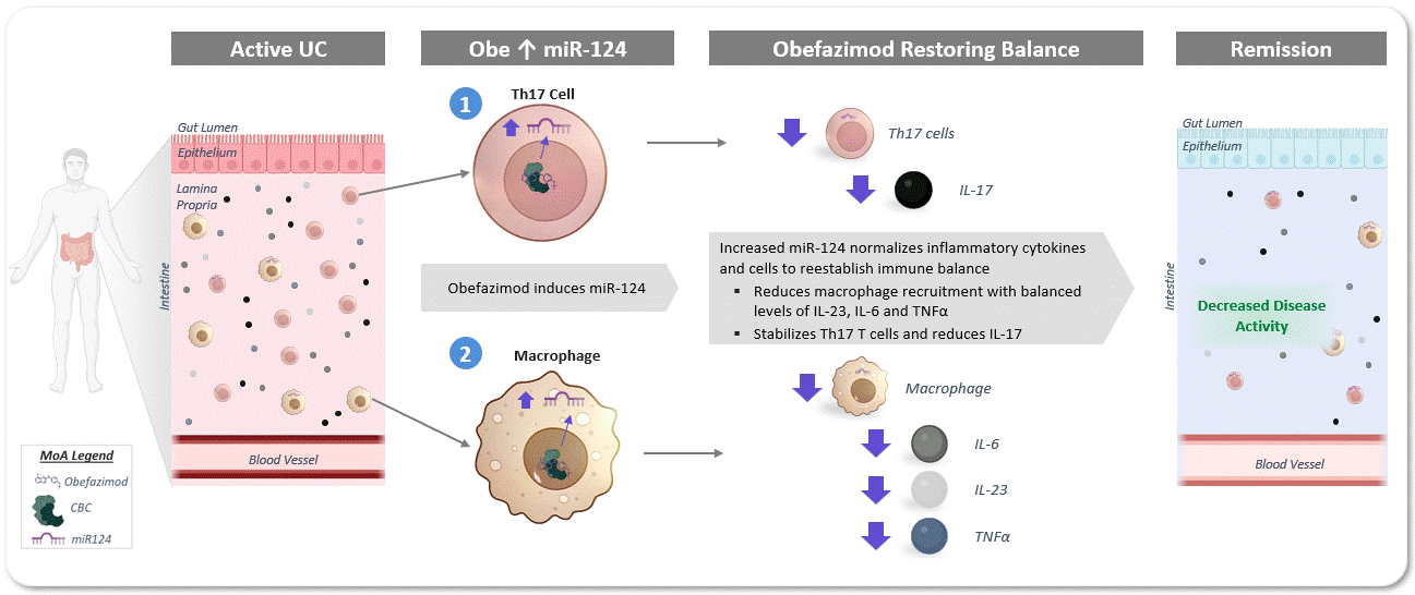 MoA - Restore Immune Balance.gif