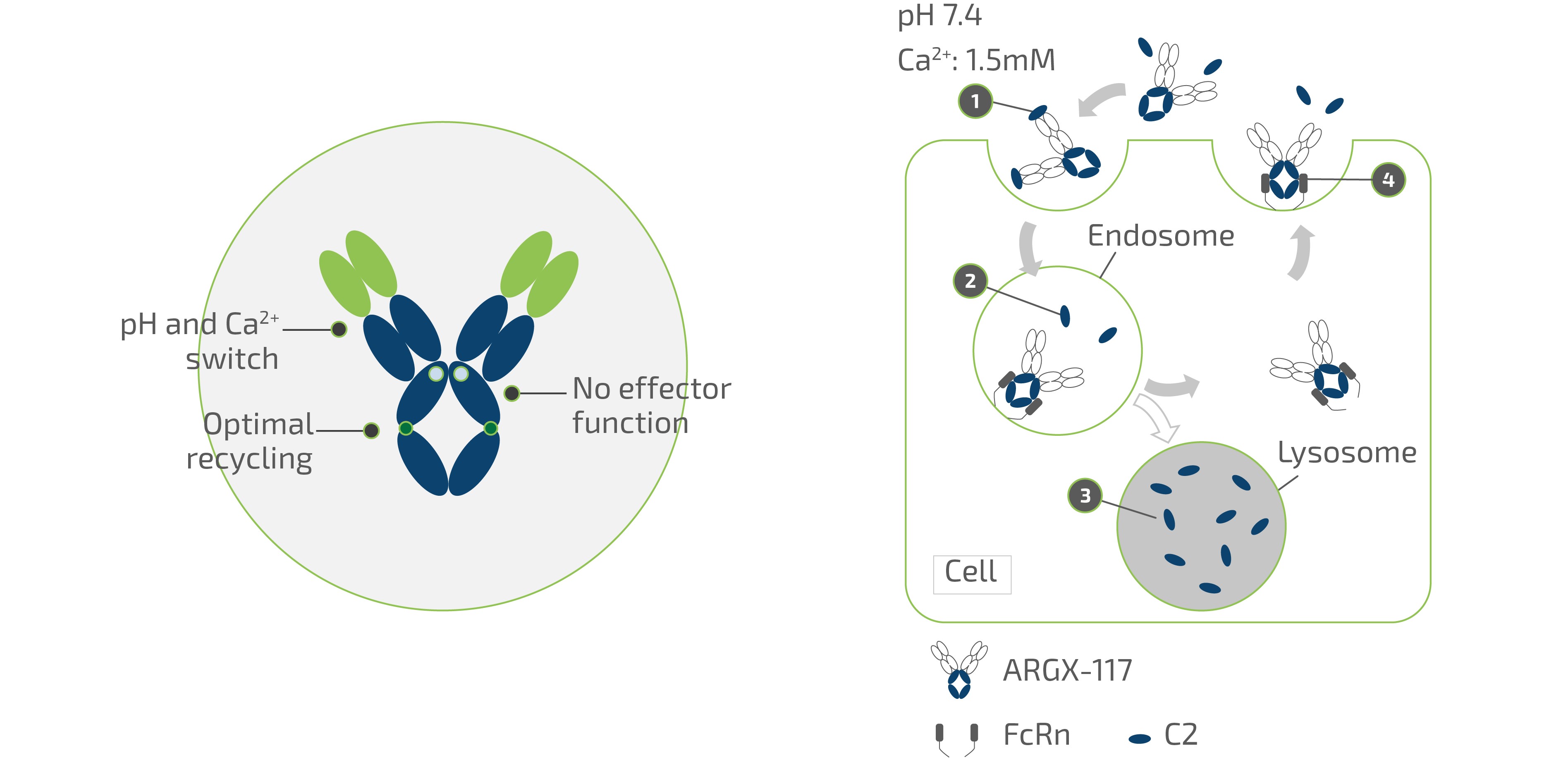 arg-argx-117-antibody.jpg