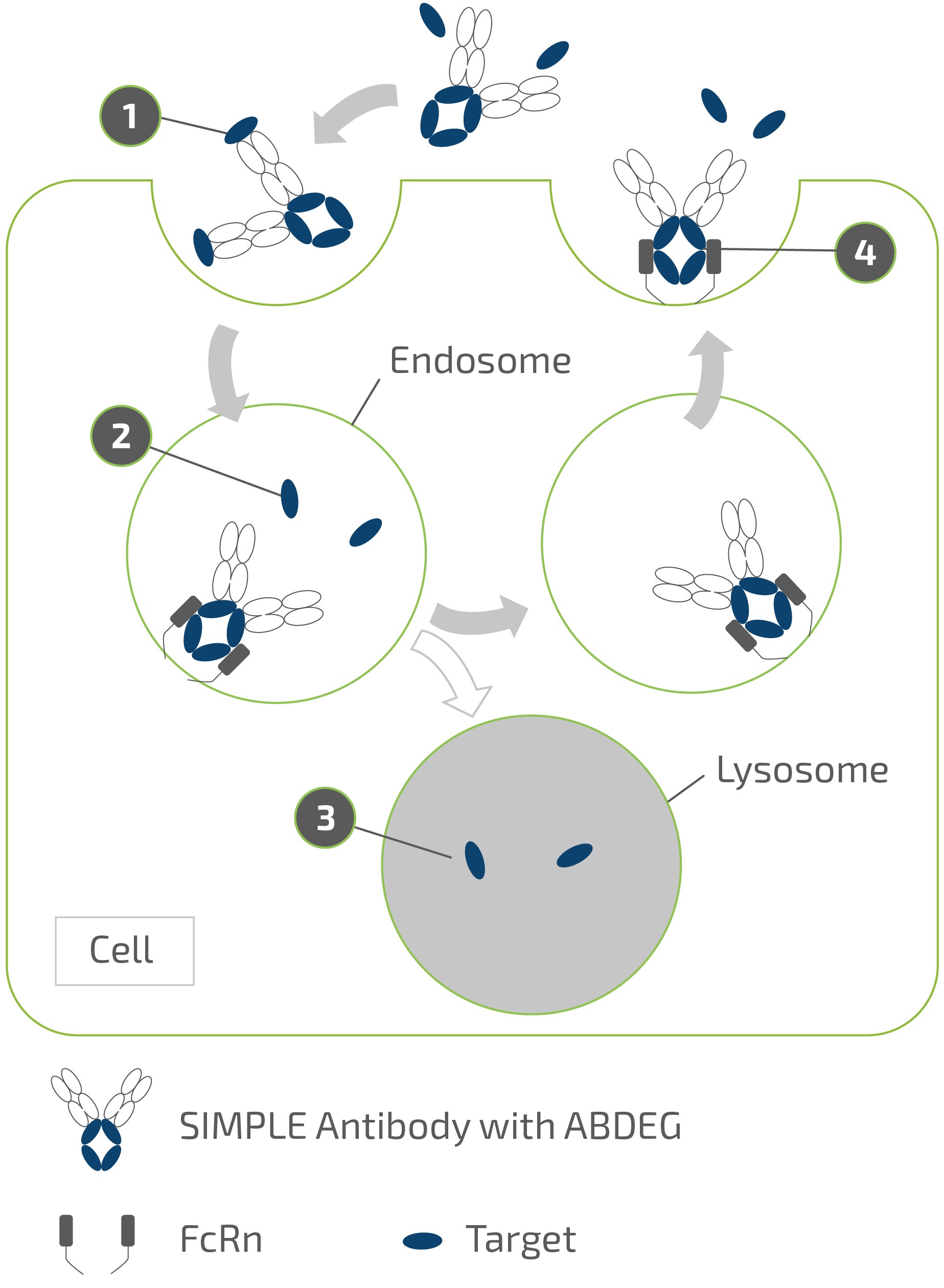 arg-simple-antibody-abdeg.jpg
