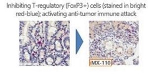 A close-up of cells
Description automatically generated