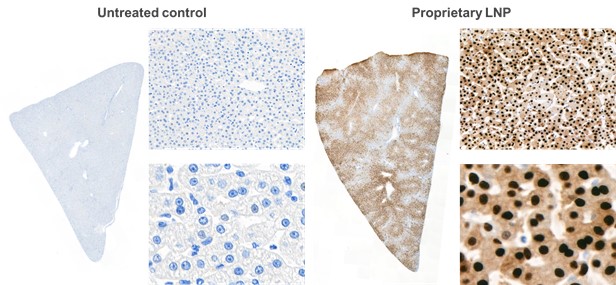 mrna-20201231_g18.jpg