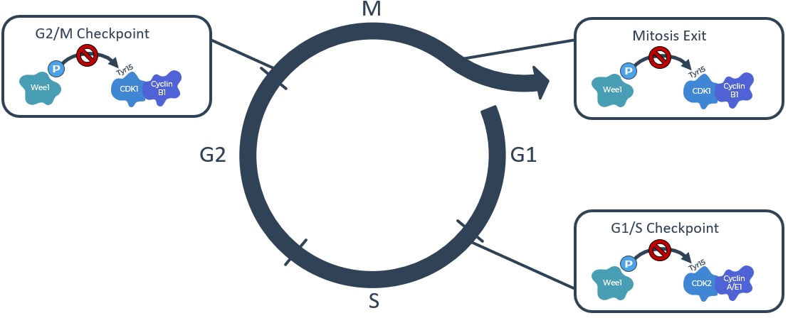 zntl-20221231_g2.jpg