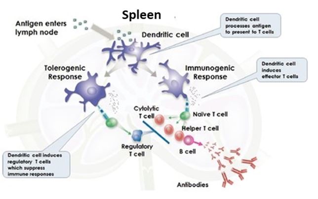 figure1a05.jpg