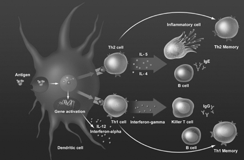 (IMMUNE SYSTEM GRAPHIC)