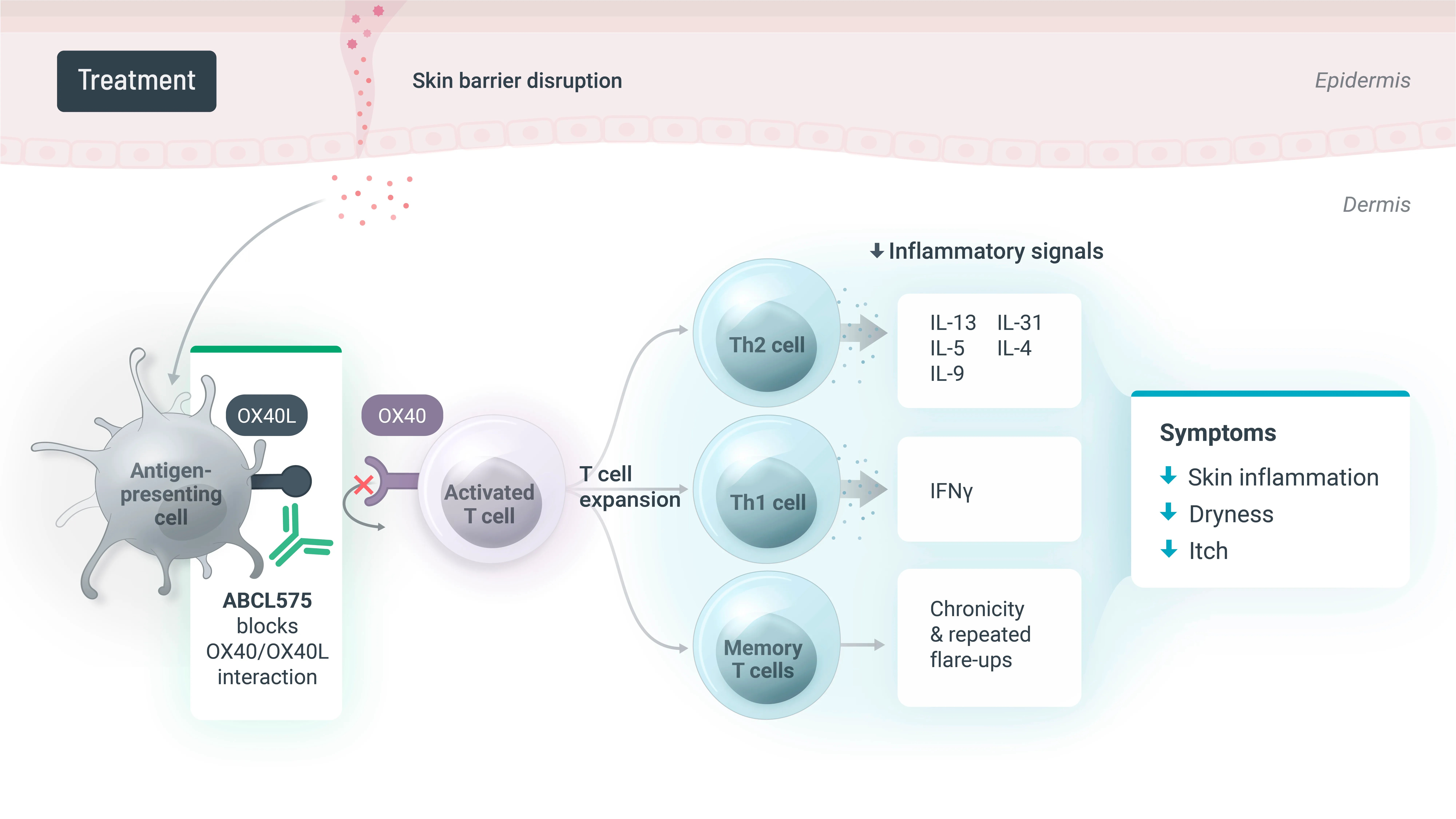 ABCL575 -treatment - 02.jpg