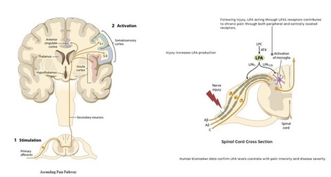 Pain pathway.jpg