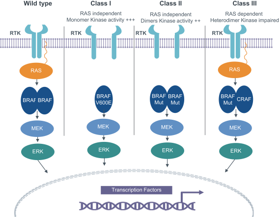 img11745238_4.jpg
