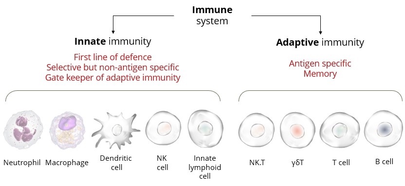 inpha-20201231_g2.jpg