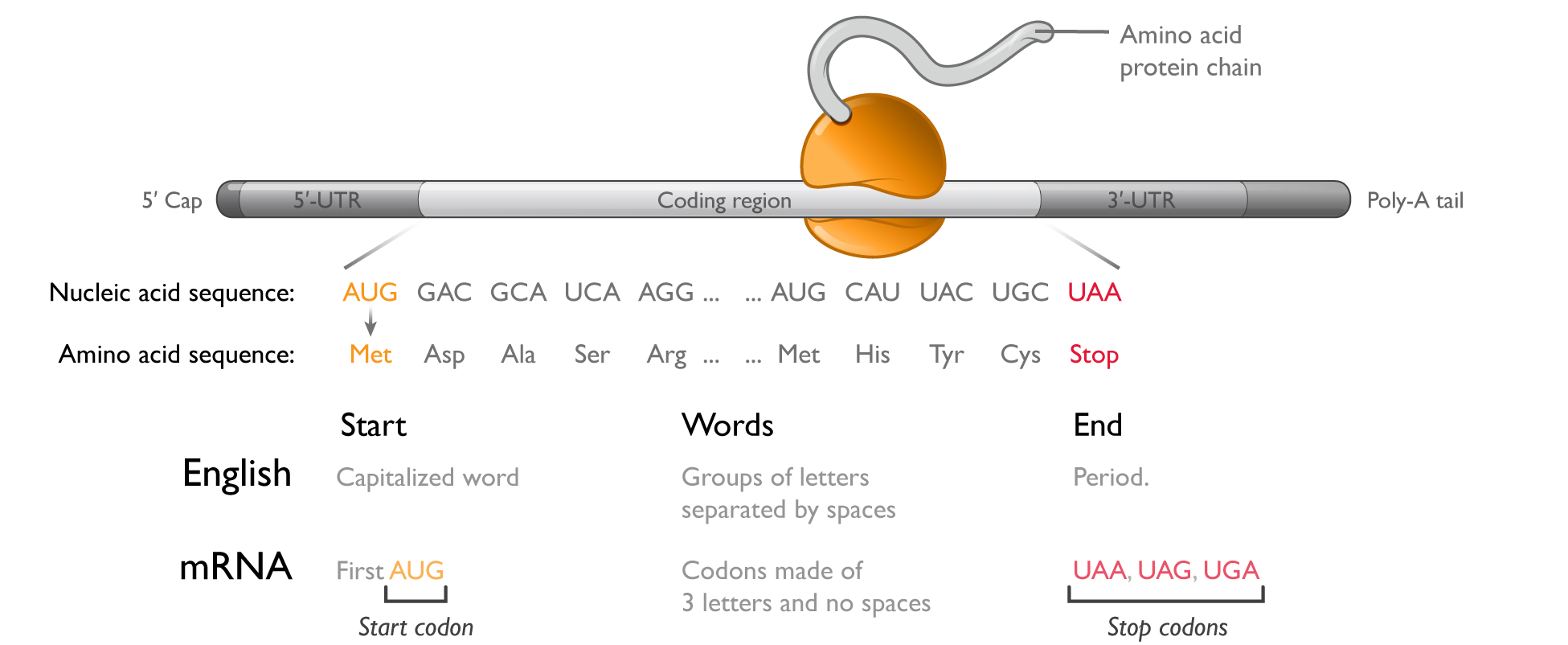 translationlangcompariso.jpg