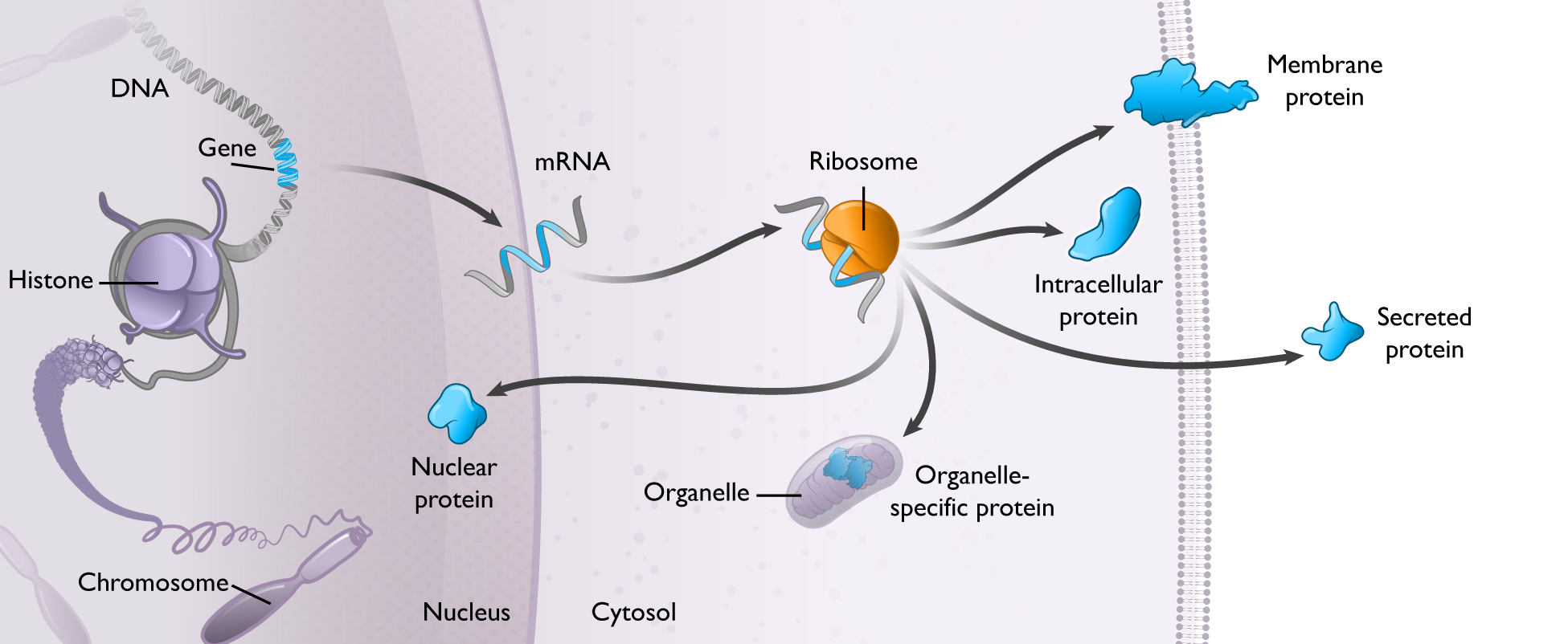 modularsynthesisproteinprod2.jpg