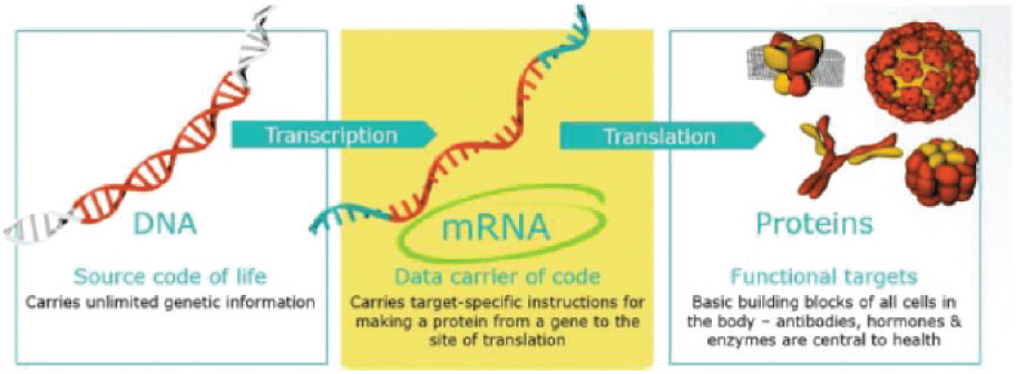 [MISSING IMAGE: tm215958d1-fc_mrna4clr.jpg]