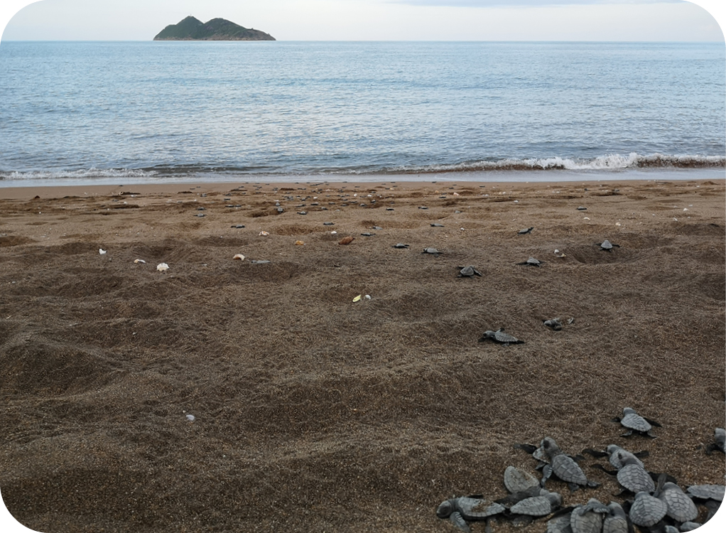 Turtle-hatchlings.jpg