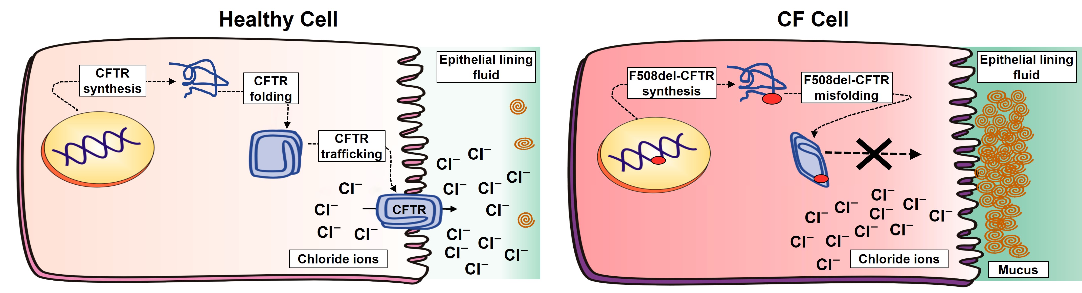 fig5a.jpg