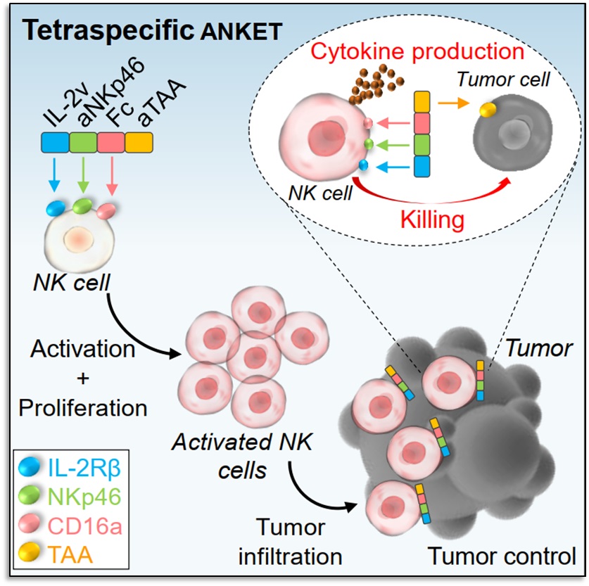 Tetraspe ANKET.jpg