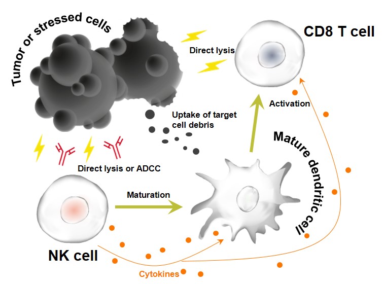 NK mechanisms.jpg
