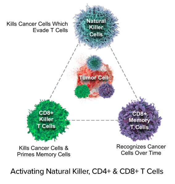 NK-CD8NK.jpg