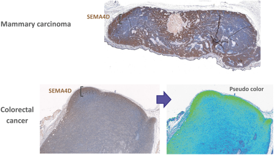 img70201748_14.jpg
