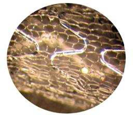 Z:\Vineyard\Live jobs\2013\09 Sep\12 Sep\Shift II\v353711 - InspireMD Inc - 10K\Draft\03-Production