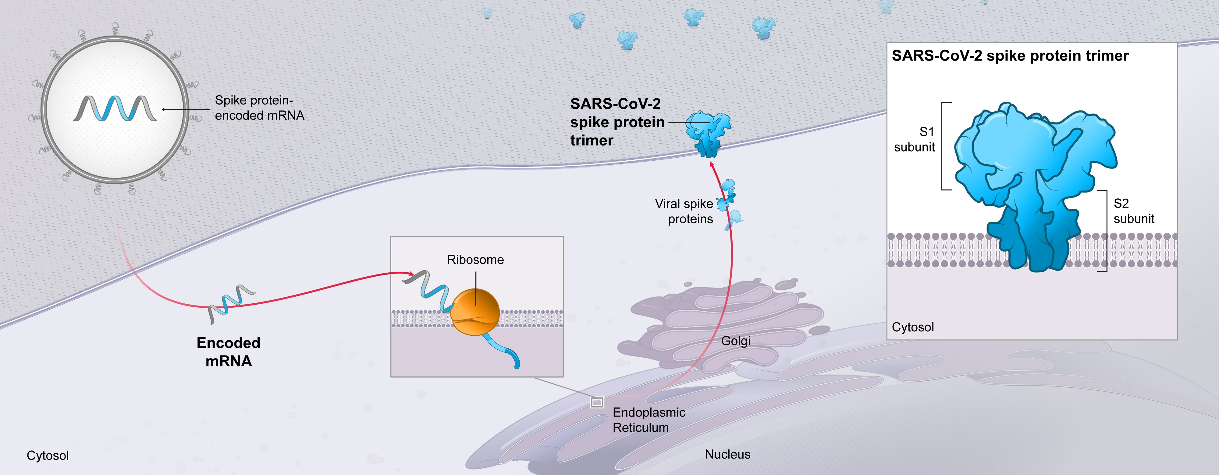 mrna-20201231_g22.jpg