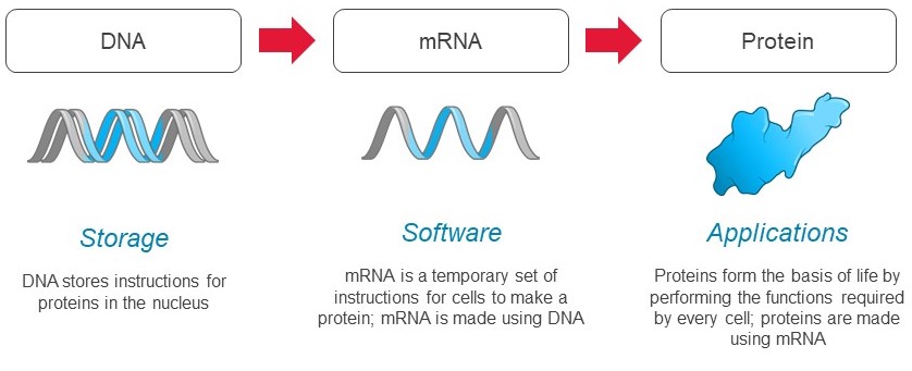 mrna-20221231_g2.jpg