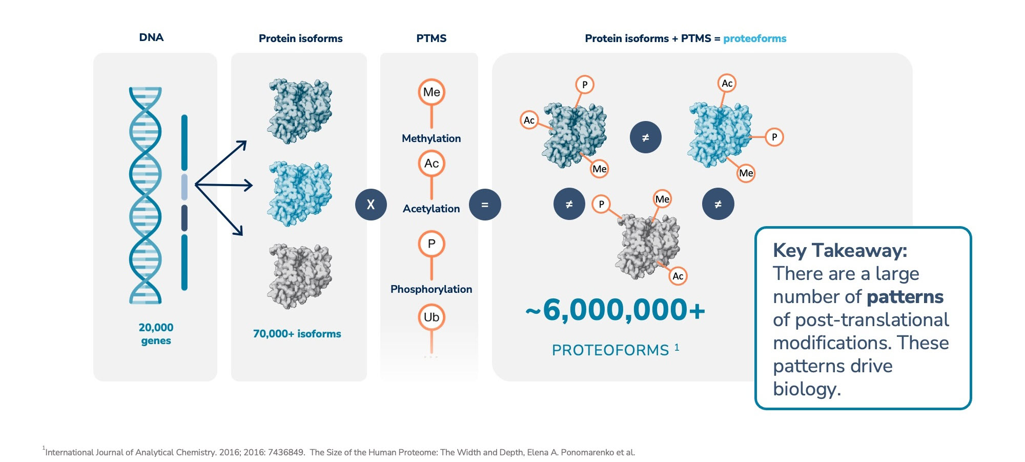 Proteoforms.jpg