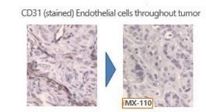 A close-up of cells
Description automatically generated