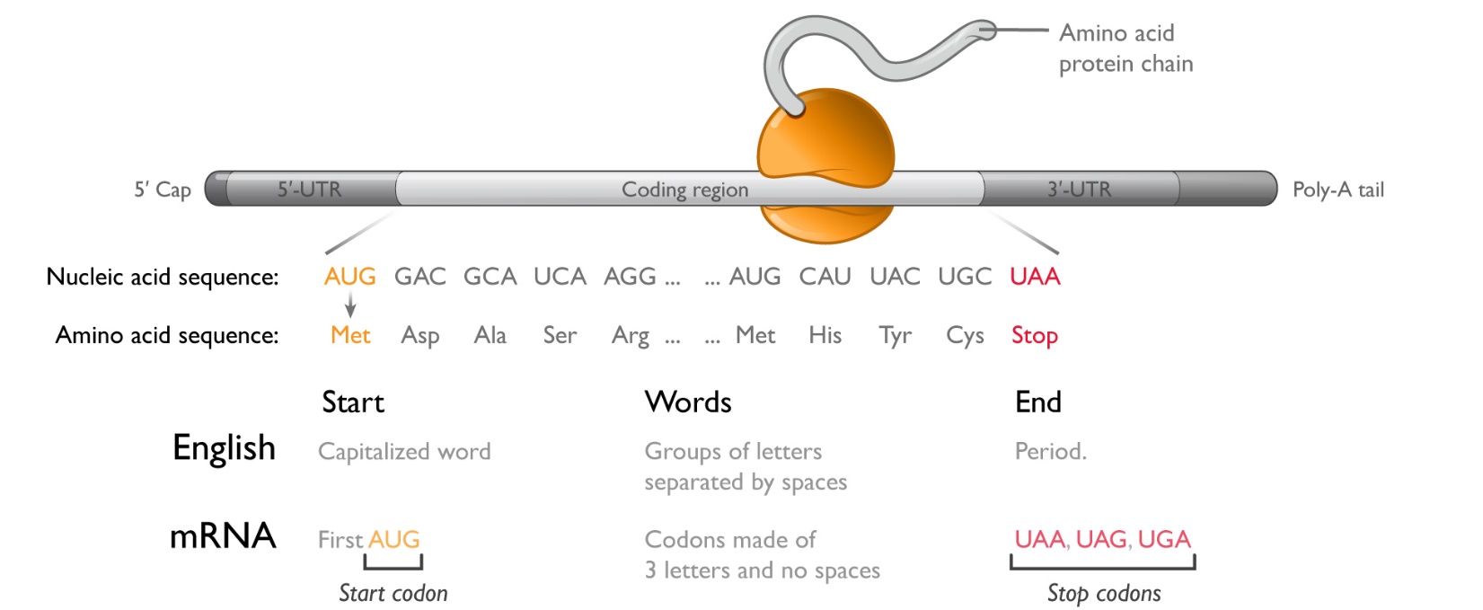 mrna-20211231_g3.jpg