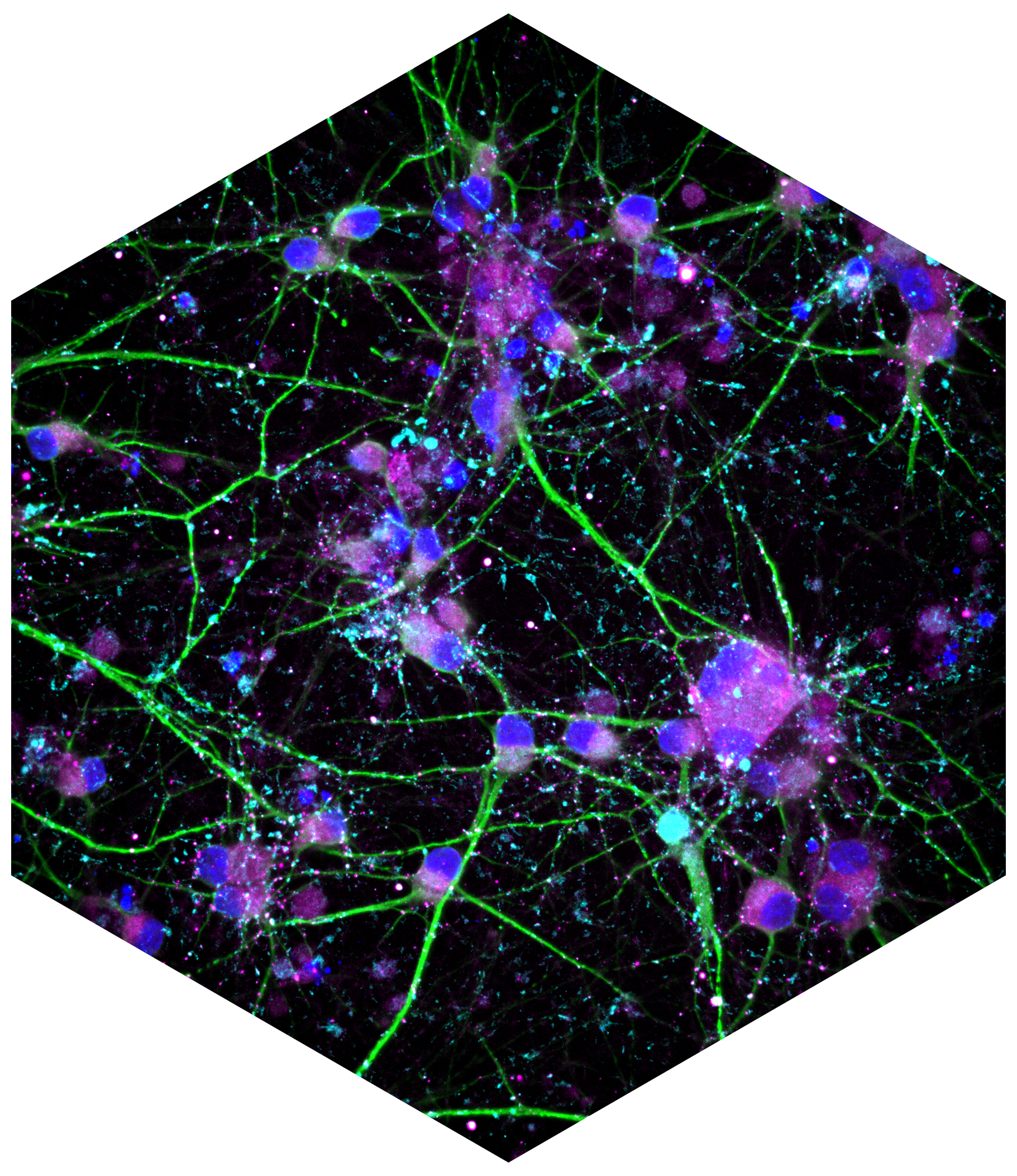 Neuromap.jpg