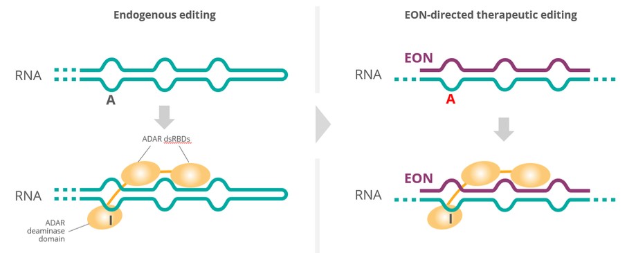 Diagram, timeline
Description automatically generated