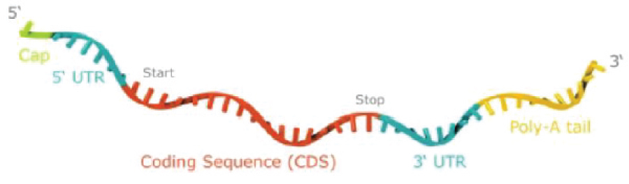 [MISSING IMAGE: tm215958d1-ph_codingseq4clr.jpg]