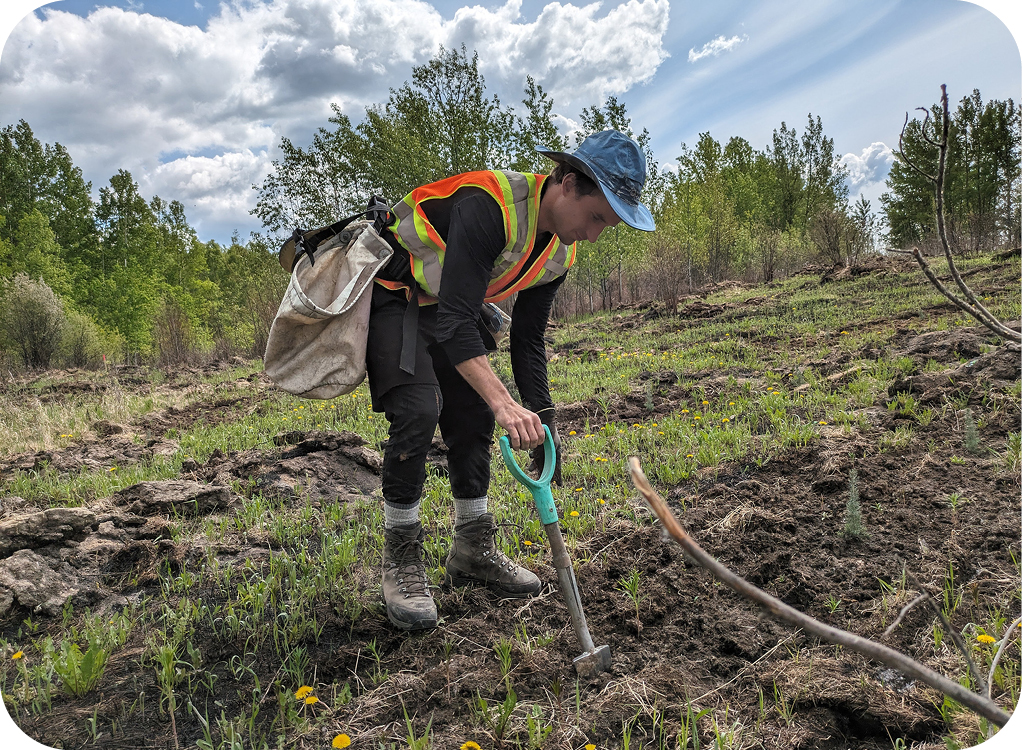 Reforestation.jpg