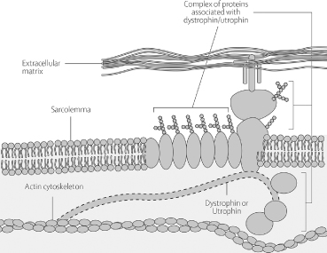roleofdystrophina01.jpg
