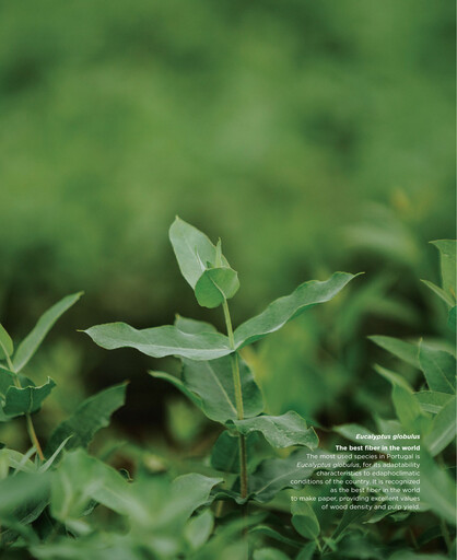 Thumbnail The Navigator Company
 Sustainability Report 2021